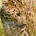 slides/IMG_3721.jpg wildlife, feline, big cat, cat, predator, fur, spot, amur, siberian, leopard WBCW6 - Amur Leopard